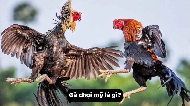 Gà chọi mỹ là gì?